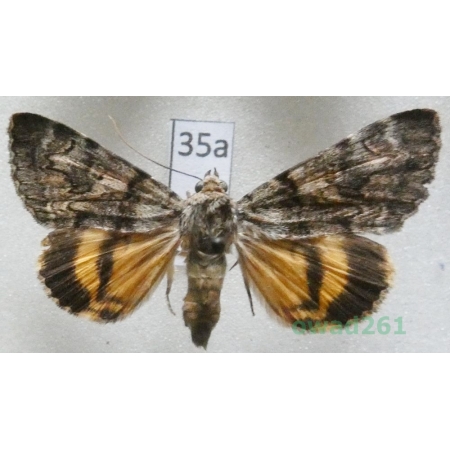 Catocala nymphagoga (Esper, 1787) Croatia35a